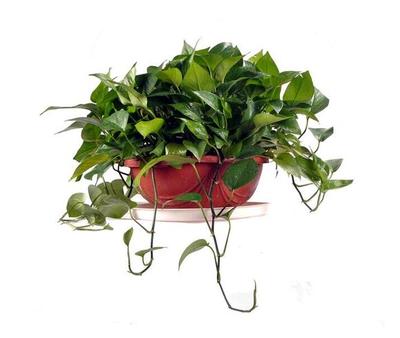花卉出租服務，北京朝陽區專業花卉綠植租擺公司，讓辦公空間與生活更添綠意
