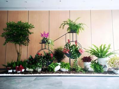 辦公室植物租賃服務 蛇口花卉綠植出租，上門養護與免費更換無憂