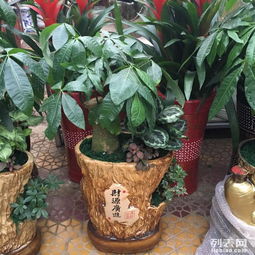 泉州綠植租擺服務(wù) 打造生機盎然的空間美學(xué)