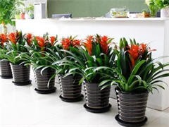 太原花卉綠植批發與租借服務 點亮城市綠意，便捷生活空間