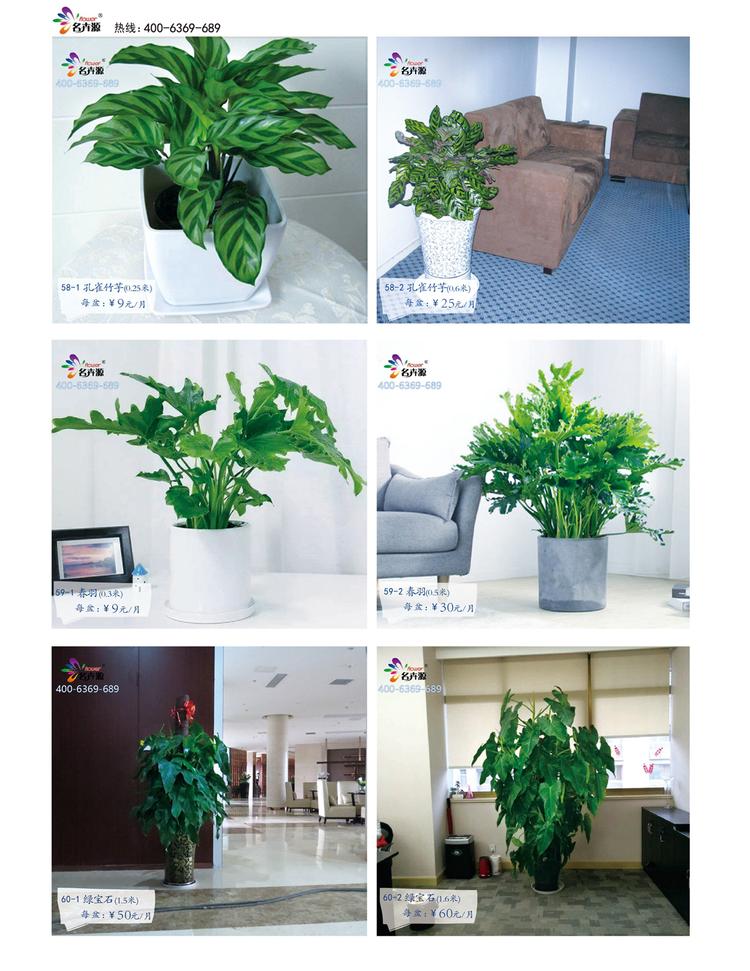 鄭州花卉綠植一站式服務 租賃與批發，價格優品種全