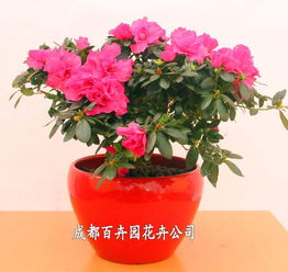 成都辦公室花卉綠植租借指南 價格、方案與配送全解析