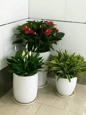 上海綠植租擺 專業綠化服務在都市生活中的新生態空間